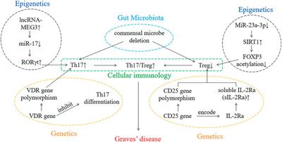 Genetics, Epigenetics, Cellular Immunology, and Gut Microbiota: Emerging Links With Graves’ Disease